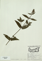 Stachys palustris-tn.jpg