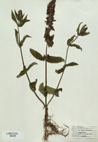 Stachys palustris-tn.jpg