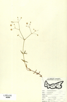 Stellaria graminea-tn.jpg