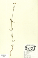 Stellaria graminea-tn.jpg