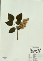 Syringa vulgaris-tn.jpg