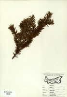 Taxus canadensis-tn.jpg
