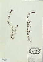 Thymus serphyllum-tn.jpg
