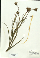 Tragopogon pratensis-tn.jpg