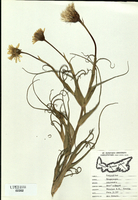 Tragopogon pratensis-tn.jpg