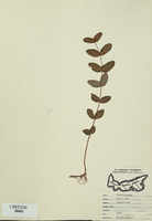 Triadenum virginicum-tn.jpg