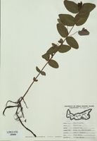 Triadenum virginicum-tn.jpg