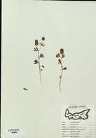 Trifolium arvense-tn.jpg