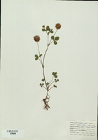 Trifolium aureum-tn.jpg