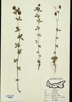 Trifolium campestre-tn.jpg