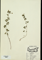 Trifolium dubium-tn.jpg