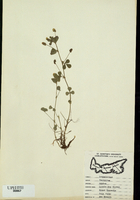 Trifolium dubium-tn.jpg