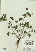 Trifolium hybridum-tn.jpg