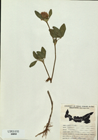 Trifolium pratense-tn.jpg