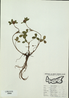 Trifolium pratense-tn.jpg