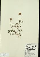 Trifolium repens-tn.jpg