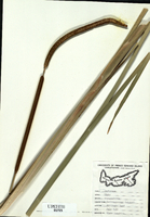 Typha angustifolia-tn.jpg