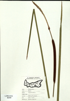 Typha angustifolia-tn.jpg