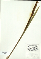 Typha latifolia-tn.jpg