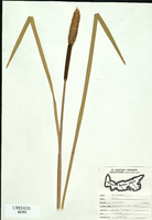 Typha latifolia-tn.jpg