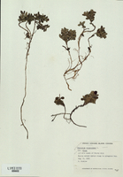 Vaccinium vitis-idaea-tn.jpg