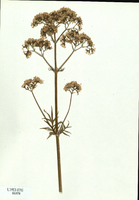 Valeriana officinalis-tn.jpg
