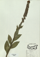 Verbascum thapsus-tn.jpg