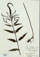 Veronica longifolia-tn.jpg