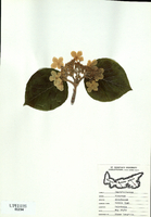 Viburnum alnifolium-tn.jpg