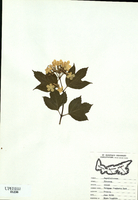 Viburnum opulus-tn.jpg