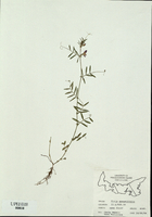 Vicia angustifolia-tn.jpg