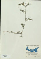 Vicia angustifolia-tn.jpg