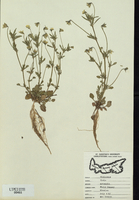 Viola arvensis-tn.jpg