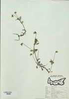 Viola arvensis-tn.jpg