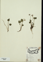 Viola cucullata-tn.jpg