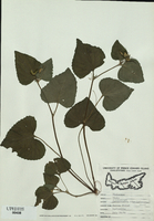 Viola pubescens-tn.jpg