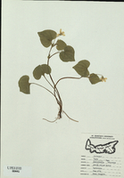 Viola pubescens-tn.jpg