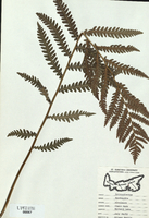 Woodwardia virginica-tn.jpg