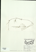 Zannichellia palustris-tn.jpg
