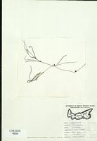 Zannichellia palustris-tn.jpg
