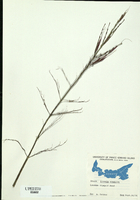 Zizania palustris-tn.jpg