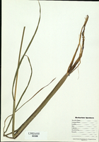 Zizania palustris-tn.jpg