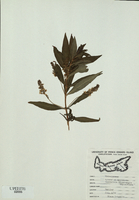 unknown A hybird of Lysimacia terrestris and Naumbergia thyrsiflora-tn.jpg